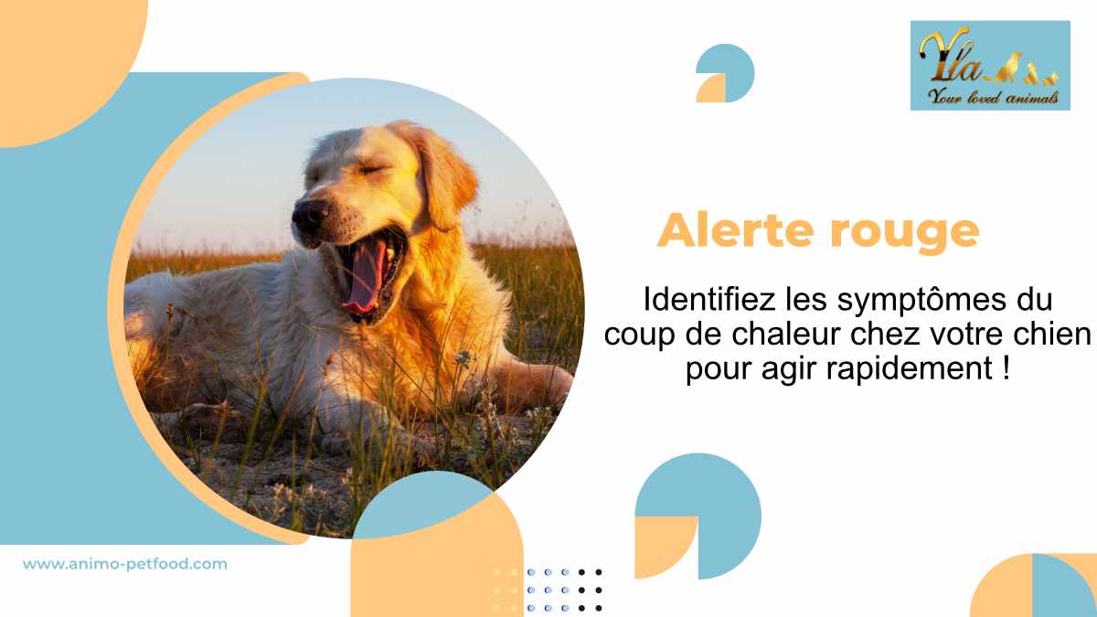 coup-de-chaleur-symptomes-et-signes-de-detresse-thermique-chez-votre-chien